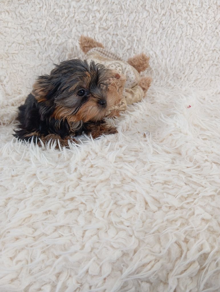 le Fenil des Canailles - Chiot disponible  - Yorkshire Terrier