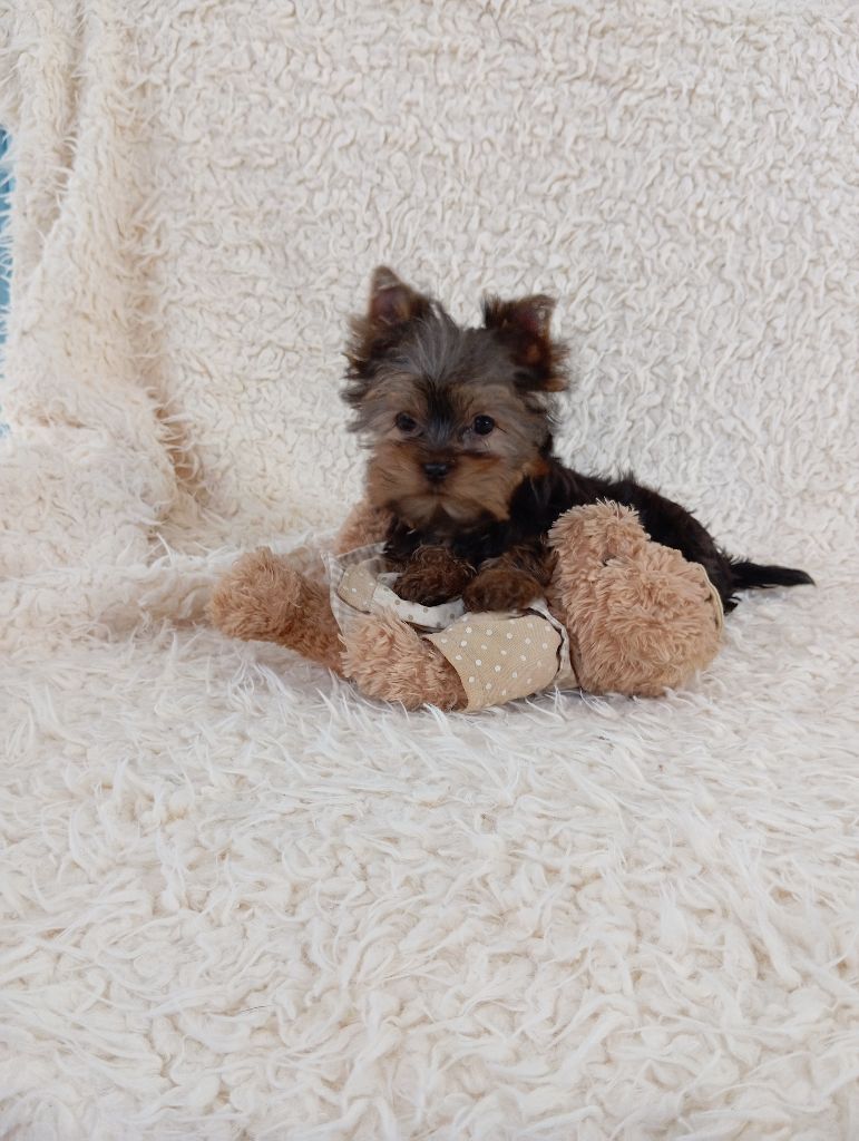 le Fenil des Canailles - Chiot disponible  - Yorkshire Terrier