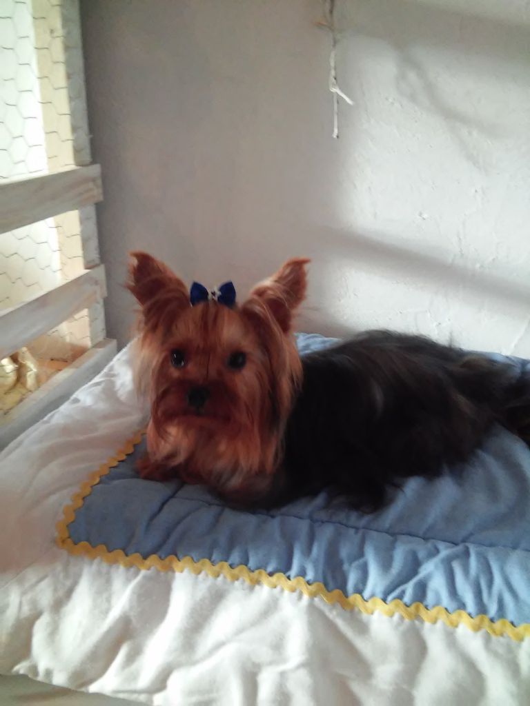 sunray golden glory Van hugo