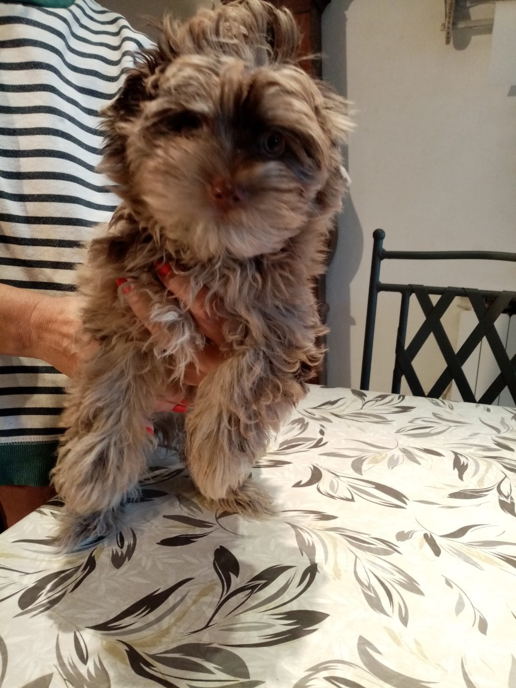 CHOCOLAT, CHOCO-MERLE, BLUEBERRY