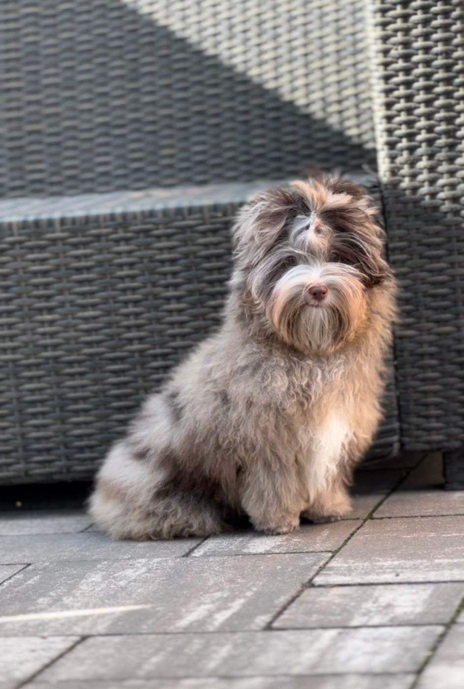 Des chiots disponibles à l'adoption, aujourd'hui