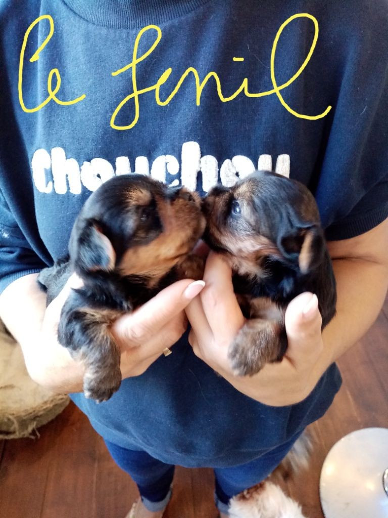 Un adorable jeune chiot mâle né le 1er août 25