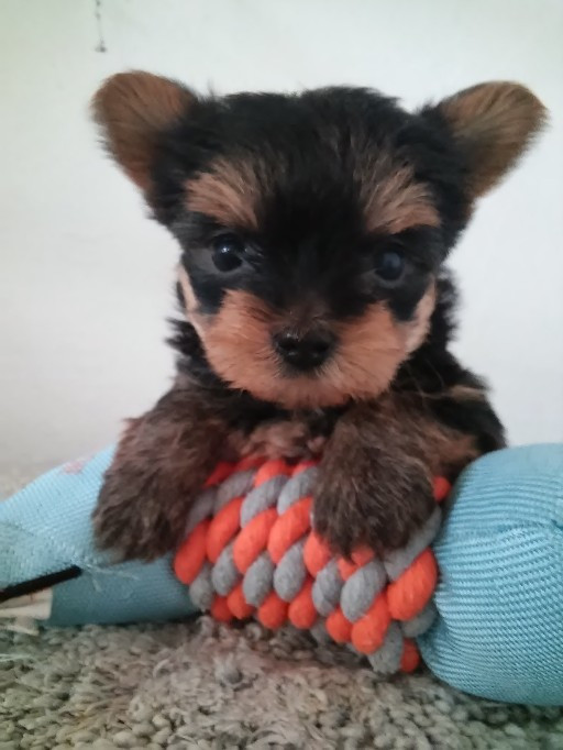 Chiots Yorkshire-terriers disponibles