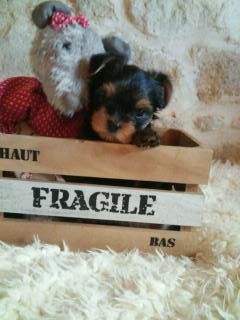 le Fenil des Canailles - Choisir d'adopter un chien, c'est être responsable !