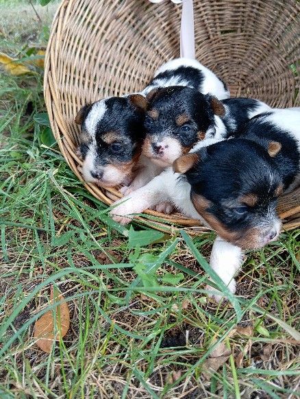 Bébés Biewer-terriers