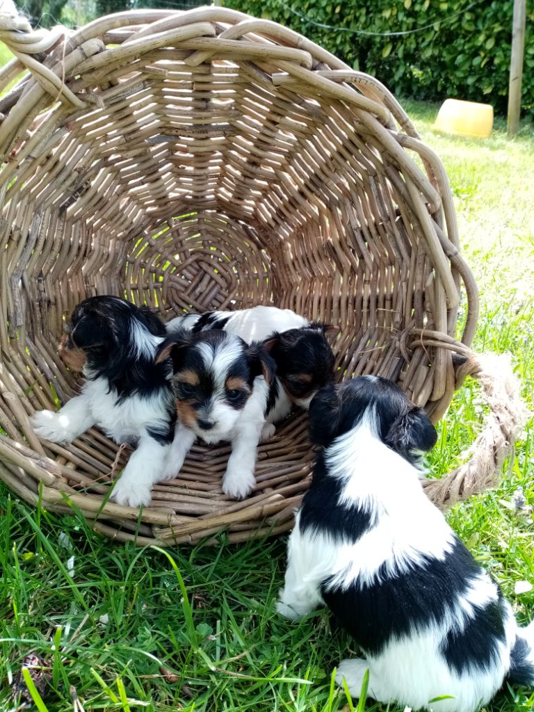 Chiots prêts à l'adoption